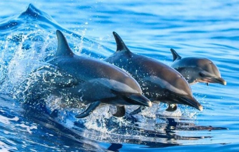 Kizimkazi dolphin tour