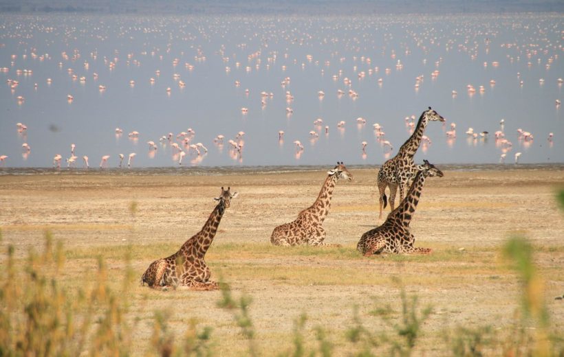 2 Days 1 Night Safari From Zanzibar: Tarangire & Lake Manyara