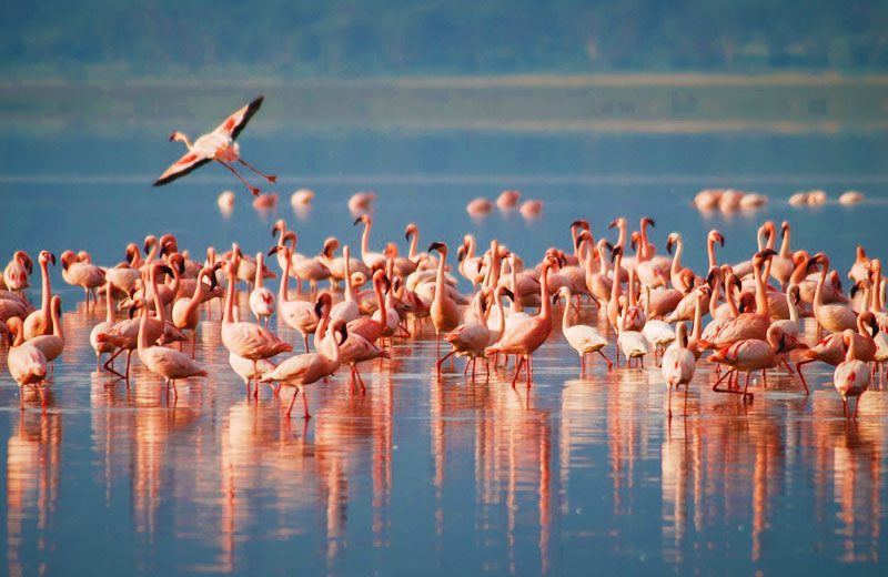 3 Days 2 Nights Safari From Zanzibar: Ngorongoro, Lake Manyara & Tarangire
