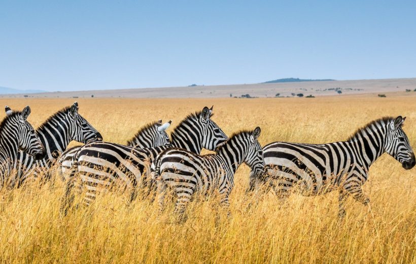 Mikumi National Park