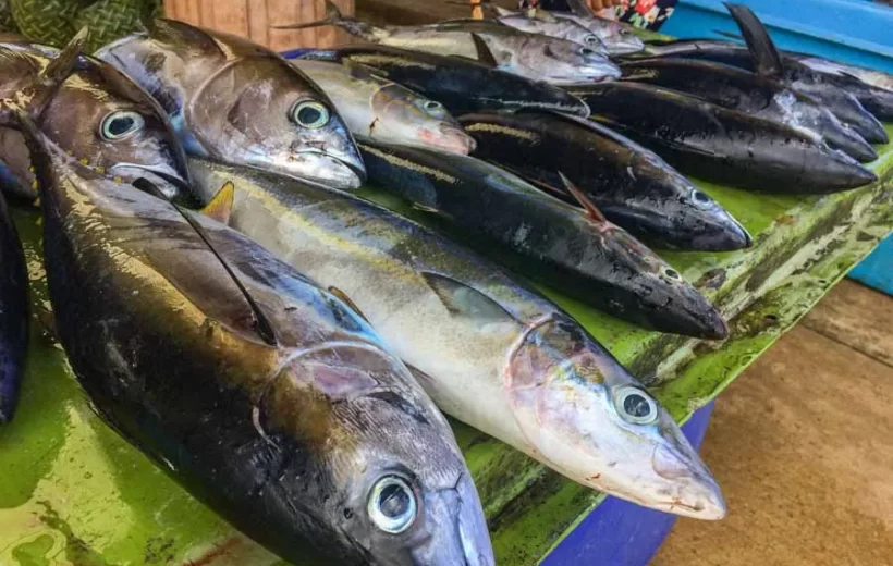 Tumbe Fish Market & The Flying Fox