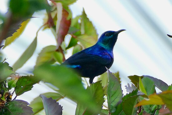 Endemic Bird Watching